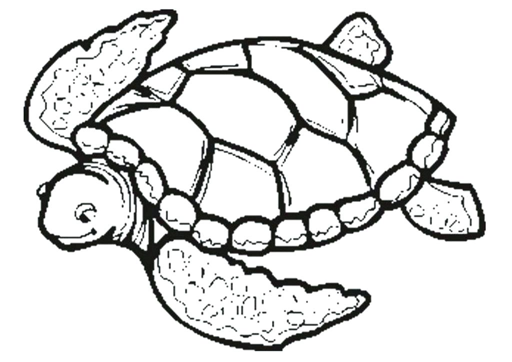 1024x724 Turtle Coloring Pages Coloring Pages Turtles Coloring Pages