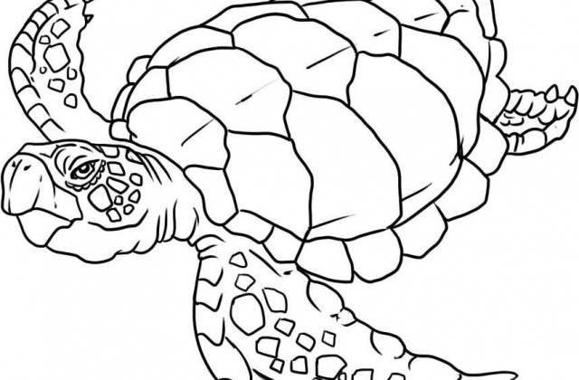 640x420 How To Draw Ocean Animals Pictures To Pin