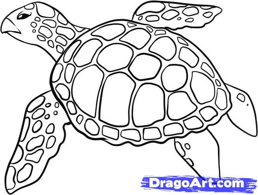 522x394 How To Draw A Sea Turtle, Step By Step, Sea Animals, Animals, Free