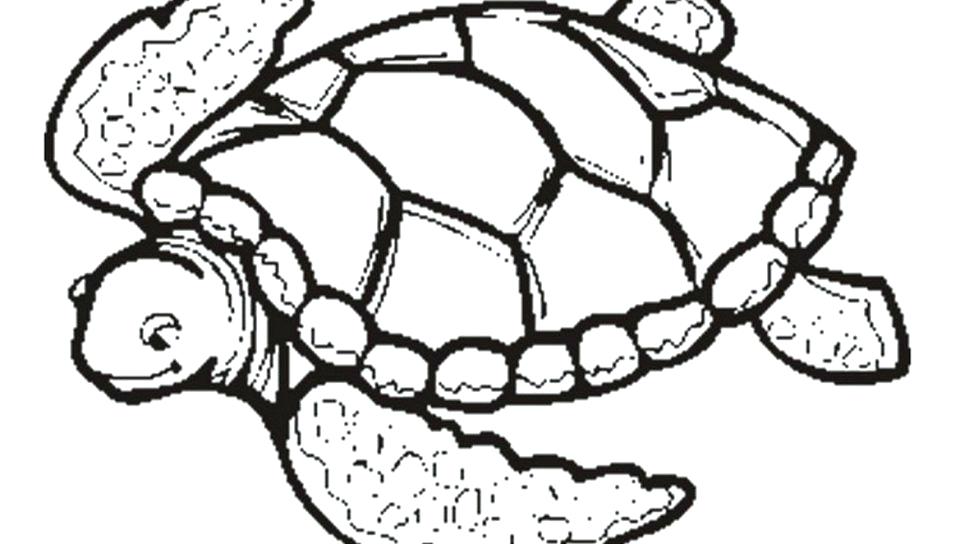960x544 Coloring Page Of Turtle Cute Sea Turtle Coloring Page Coloring