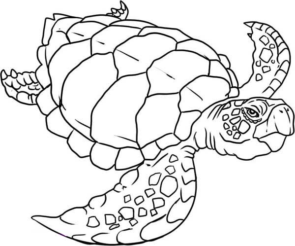 600x499 Sea Turtle Print Out