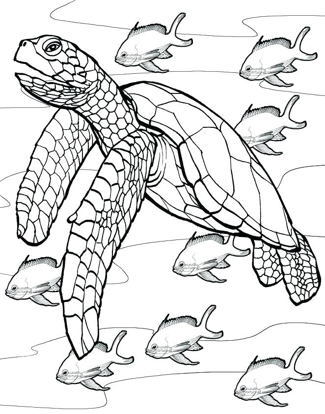 662x842 Coloring Page Of Turtle Sea Turtle Coloring Page Realistic