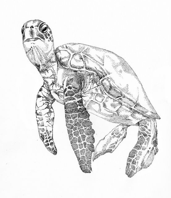 Sea Turtle Drawing Tumblr at GetDrawings.com | Free for personal use
