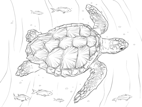 480x360 Loggerhead Turtle Coloring Page Free Printable Coloring Pages