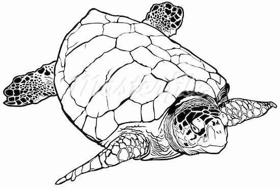 550x371 Sea Turtle Illustration