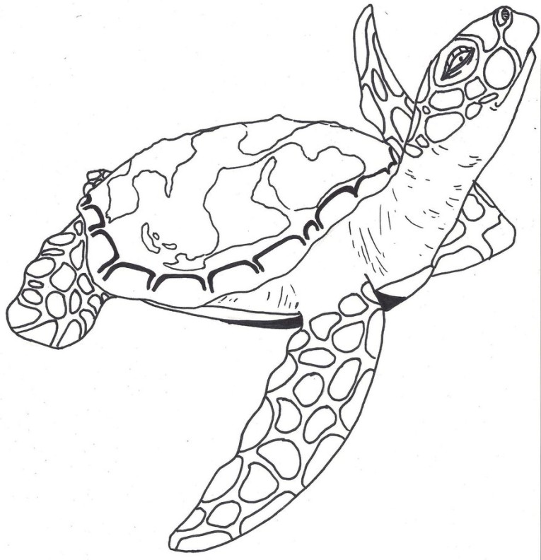 765x792 Cute Sea Turtle Drawing Tumblr Gallery Loggerhead Turtle Coloring