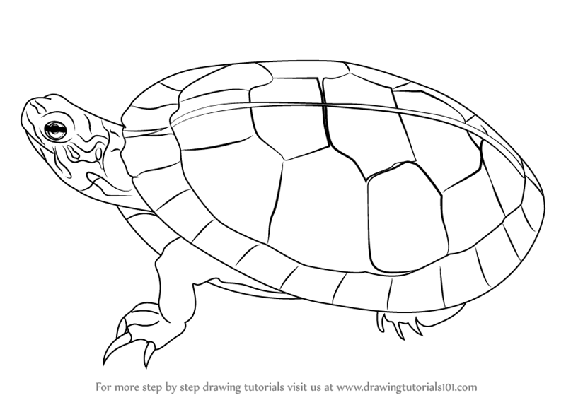 800x566 Learn How To Draw A Painted Turtle (Turtles And Tortoises) Step By