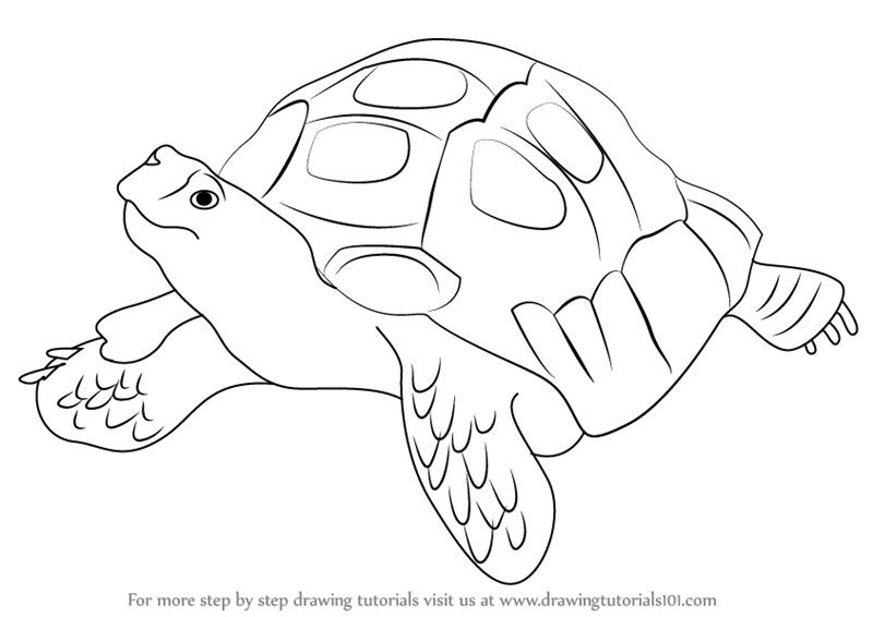 800x566 Learn How To Draw An Asian Forest Tortoise (Reptiles) Step By Step
