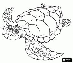 236x204 How To Draw A Sea Turtle Step 5 Art With Turtles