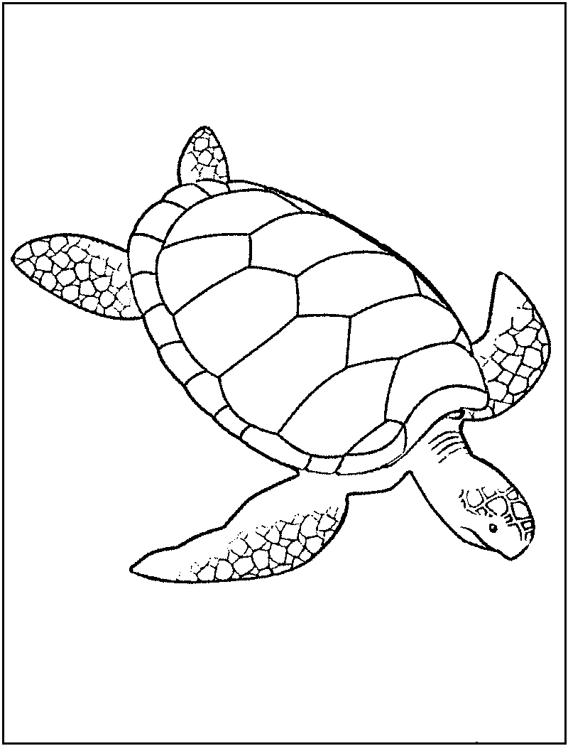 800x1050 How To Draw A Sea Turtle Sea Turtle Drawing Lesson Learn To Draw