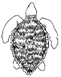 200x250 Kids Sea Turtle Halloween Costume Sea Turtle Conservancy