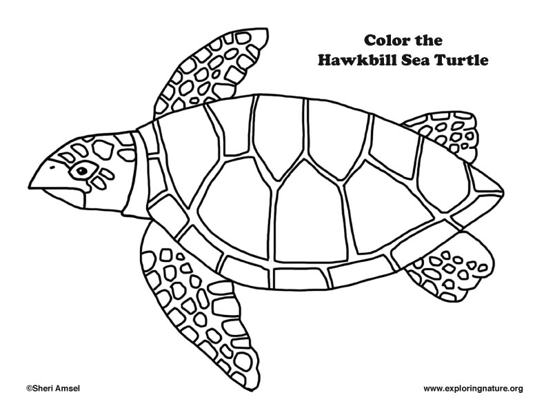 792x605 Sea Turtle (Hawkbill) Coloring Page
