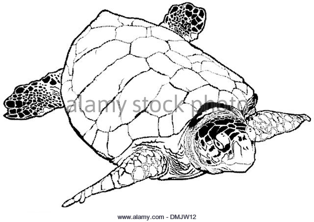 640x453 Sea Turtle Black And White Stock Photos Amp Images
