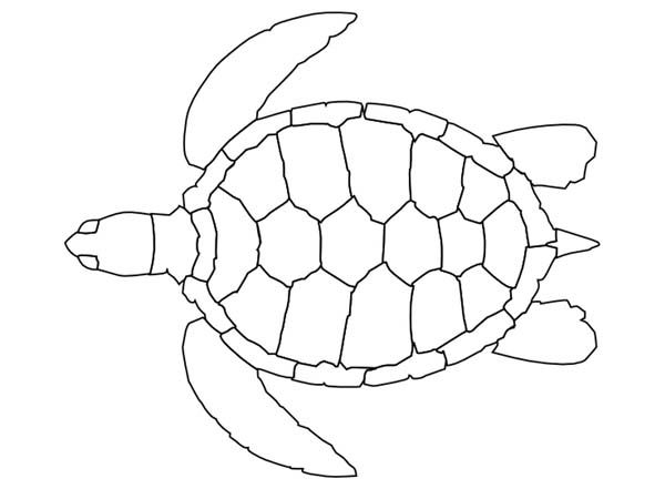 600x450 Sea Turtle Pattern Coloring Page