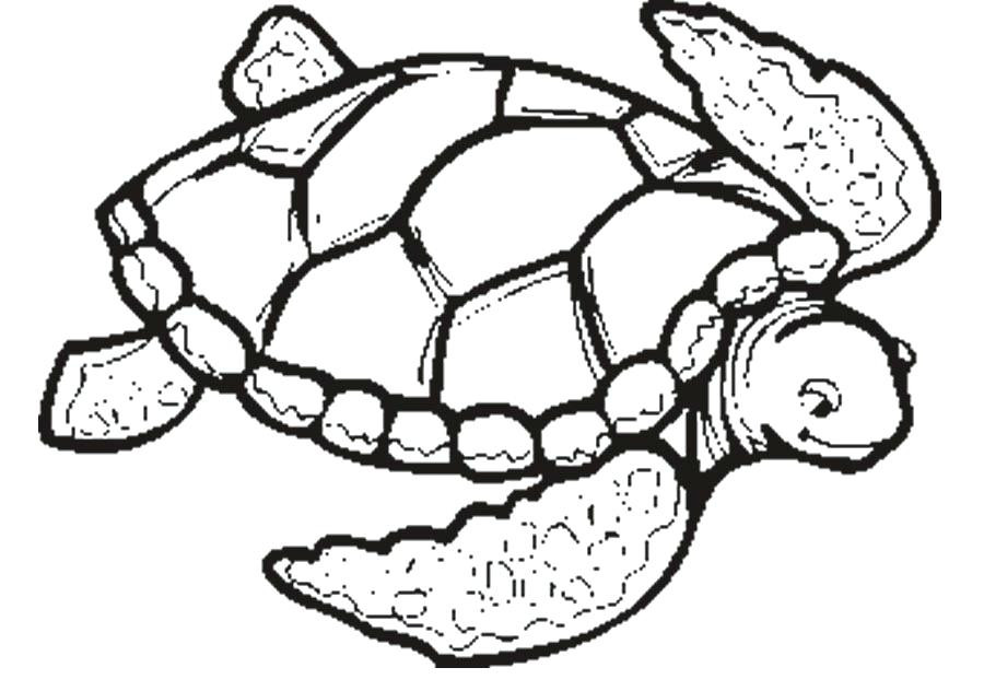 900x632 Sea Turtle Pictures To Color