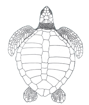 Sea Turtle Line Drawing at GetDrawings | Free download