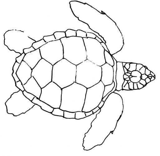 513x500 Page 44 Monster Truck Coloring Pages. Sea Turtle