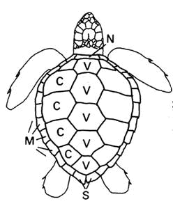 Sea Turtle Line Drawing at GetDrawings | Free download