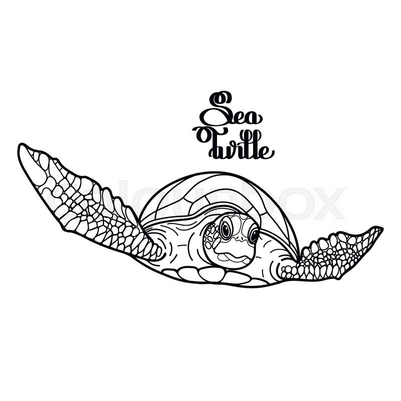800x800 Graphic Hawksbill Sea Turtle Drawn In Line Art Style. Ocean Vector