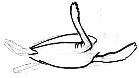 449x253 How To Draw A Sea Turtle