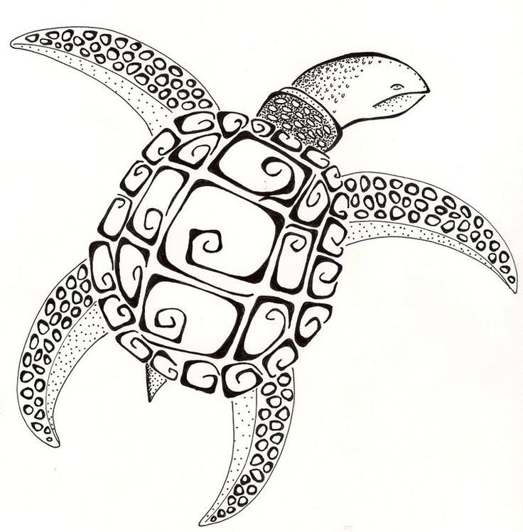 736x749 Sea Turtle Illustration