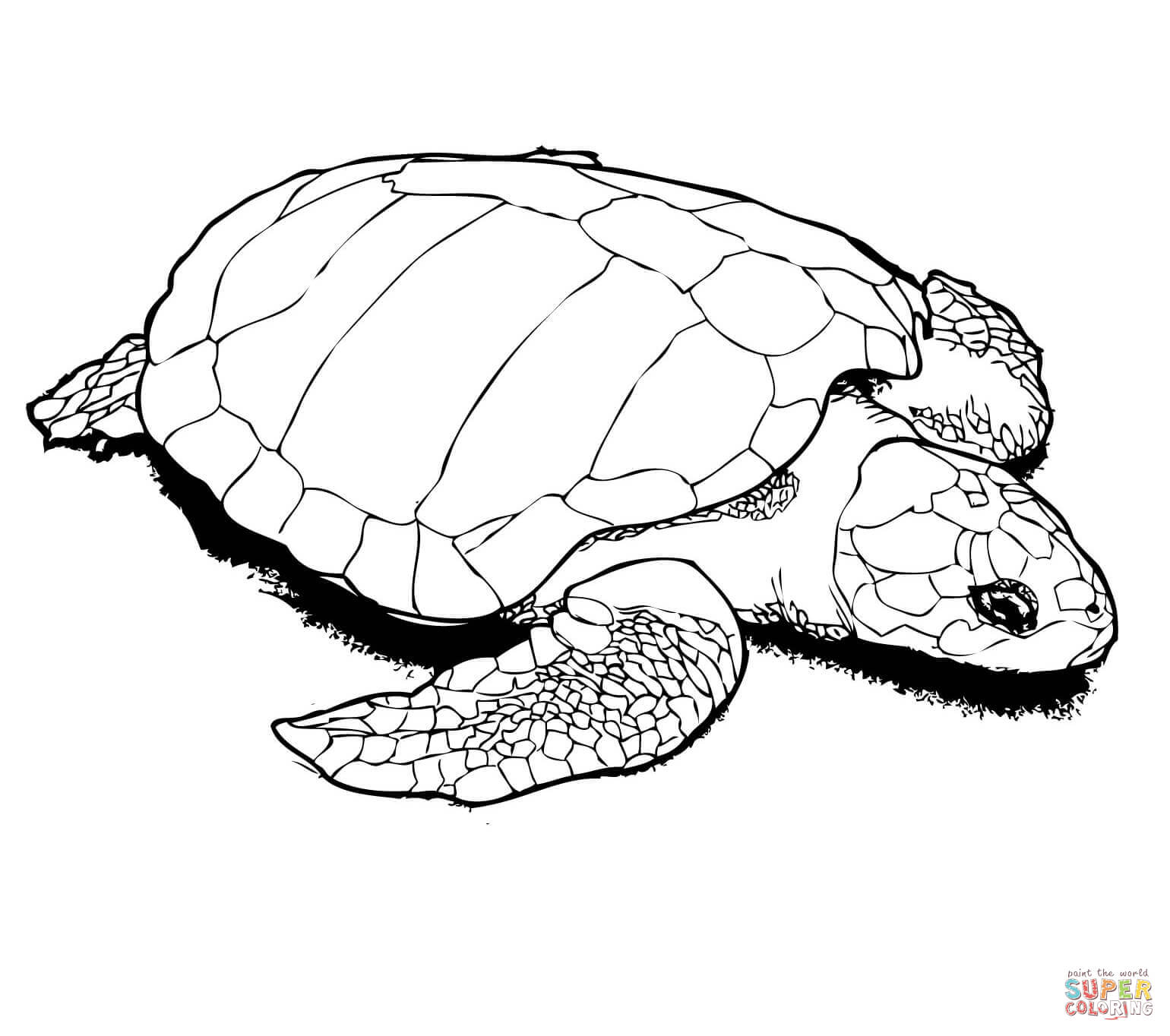 1540x1364 Turtle Coloring Page Preschool In Beatiful Draw Pages Of Sea