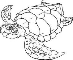 236x196 How To Draw A Sea Turtle Step 5 Art With Turtles