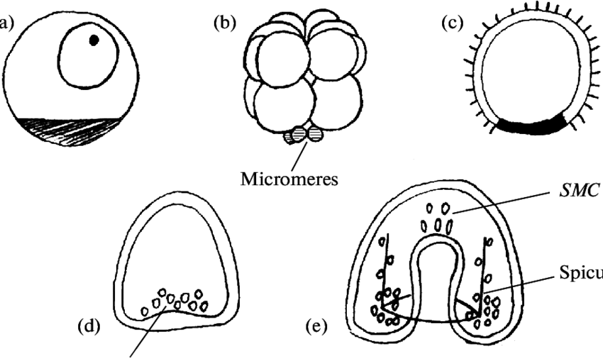 850x505 Early Embryonic Development Of An Irregular Sea Urchin (A) Zygote