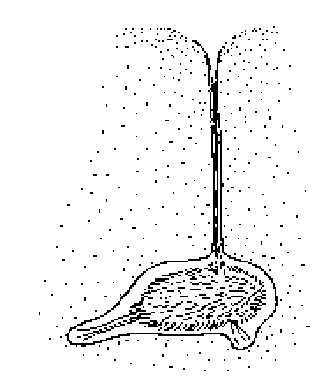 324x382 Mass Mortality Of The Heart Urchin