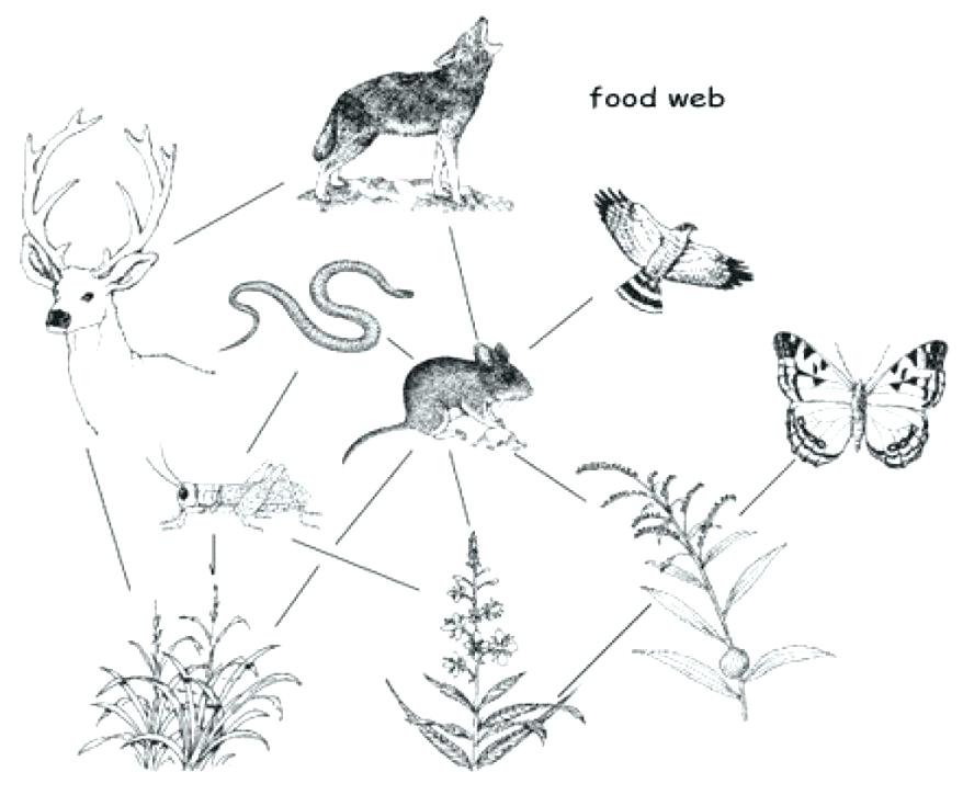 878x725 Sea Urchin Coloring Page Food Webs Chains And Coloring Sheets