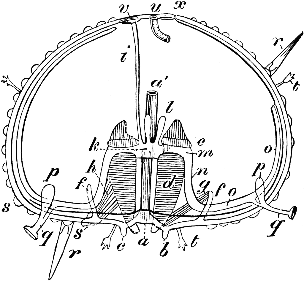 1024x947 Sea Urchin Section Clipart Etc