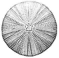 236x233 Sea Urchin Stock Photos, Images, Amp Pictures Shutterstock