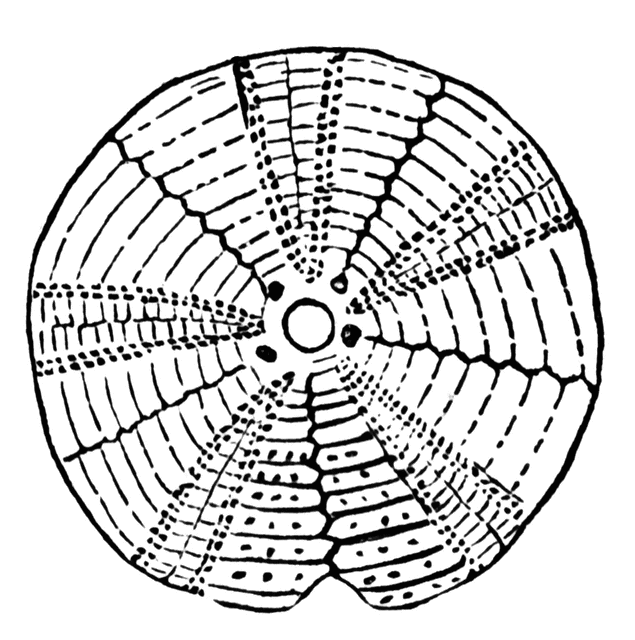 635x640 Sea Urchin Clipart Etc