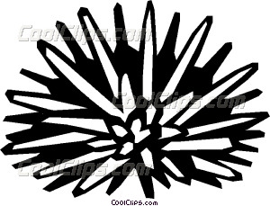 300x229 Sea Urchin Vector Clip Art