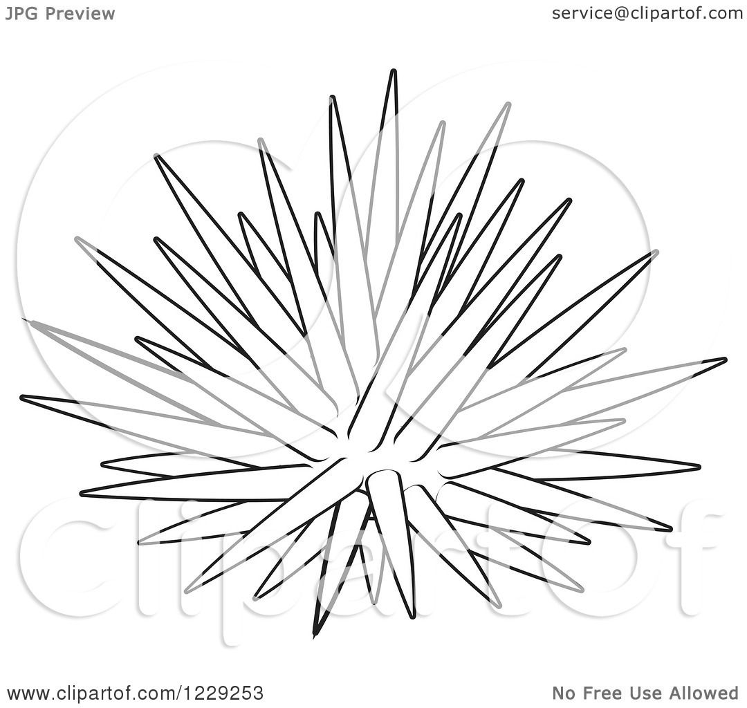 1080x1024 Clipart Of An Outlined Sea Urchin