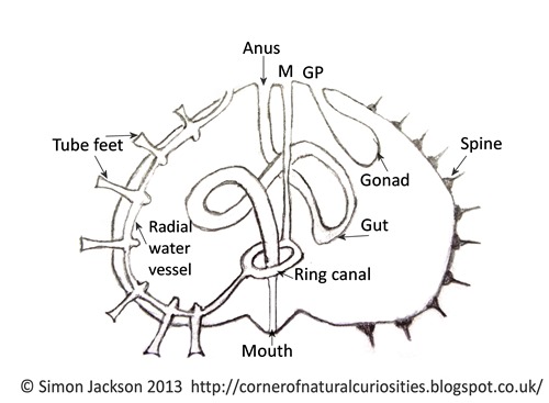 500x367 Corner Of Natural Curiosities How Do Sea Urchins Reproduce And Grow