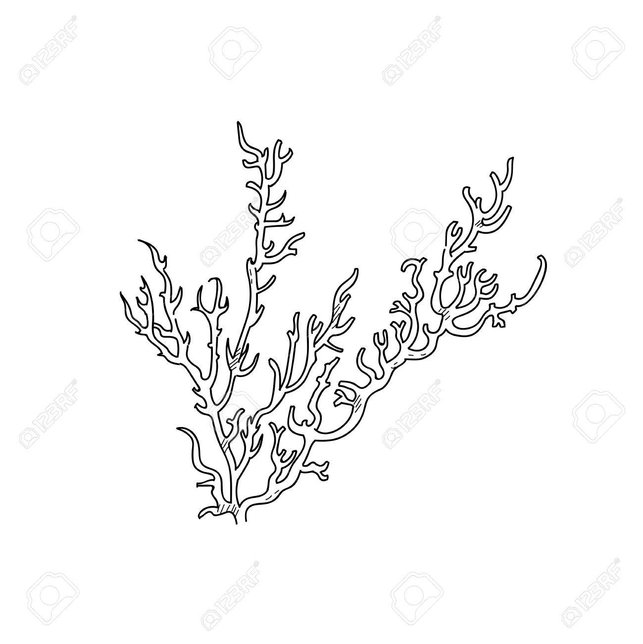 1299x1300 Deep Sea Corals Hand Drawn Sketch Illustration Design Stock Photo