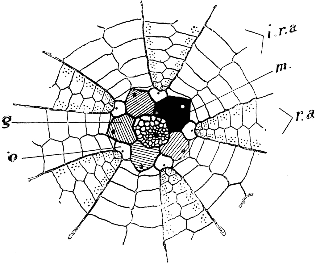 1024x855 The Echinoblog Follow Up On The Anal Cone! (Thanks To The New