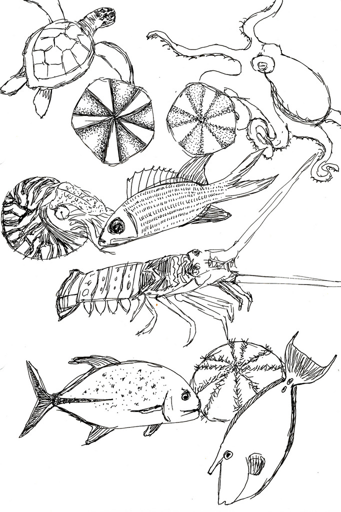 682x1024 The World's Best Photos Of Fish And Tataga