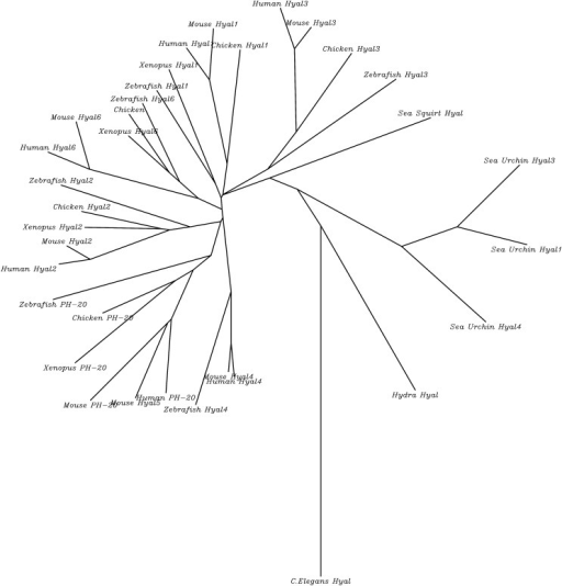 512x534 Unrooted Phylogenetic Tree With Branch Lengths For 34 H Open I