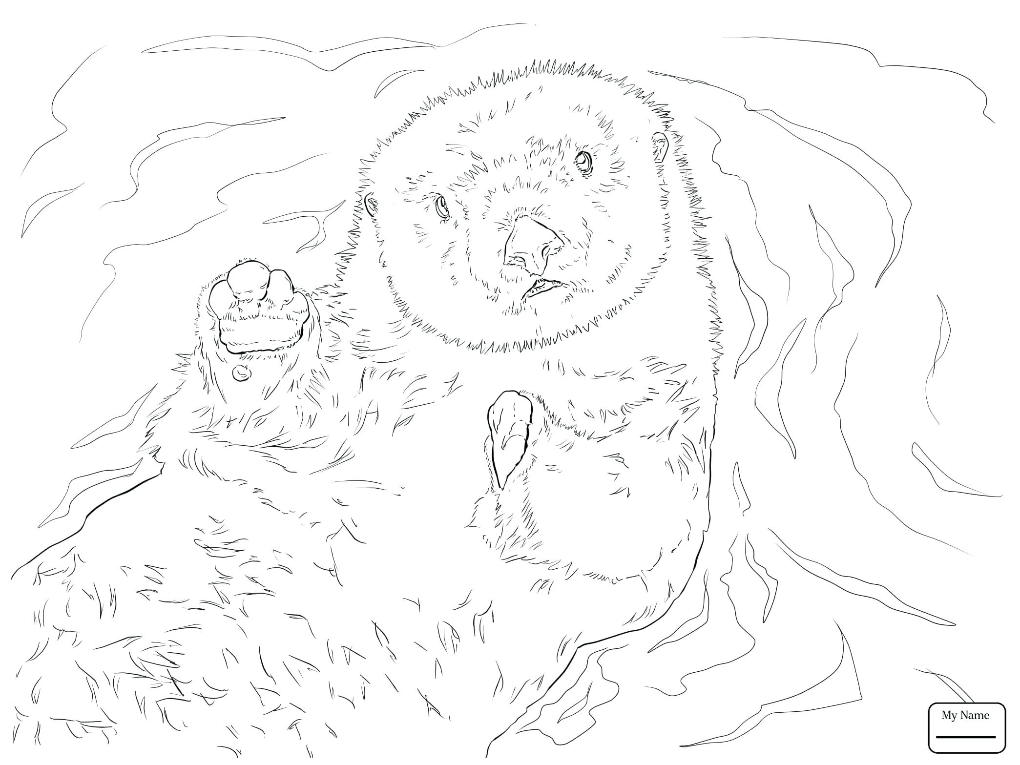 2089x1567 Coloring Sea Urchin Coloring Page