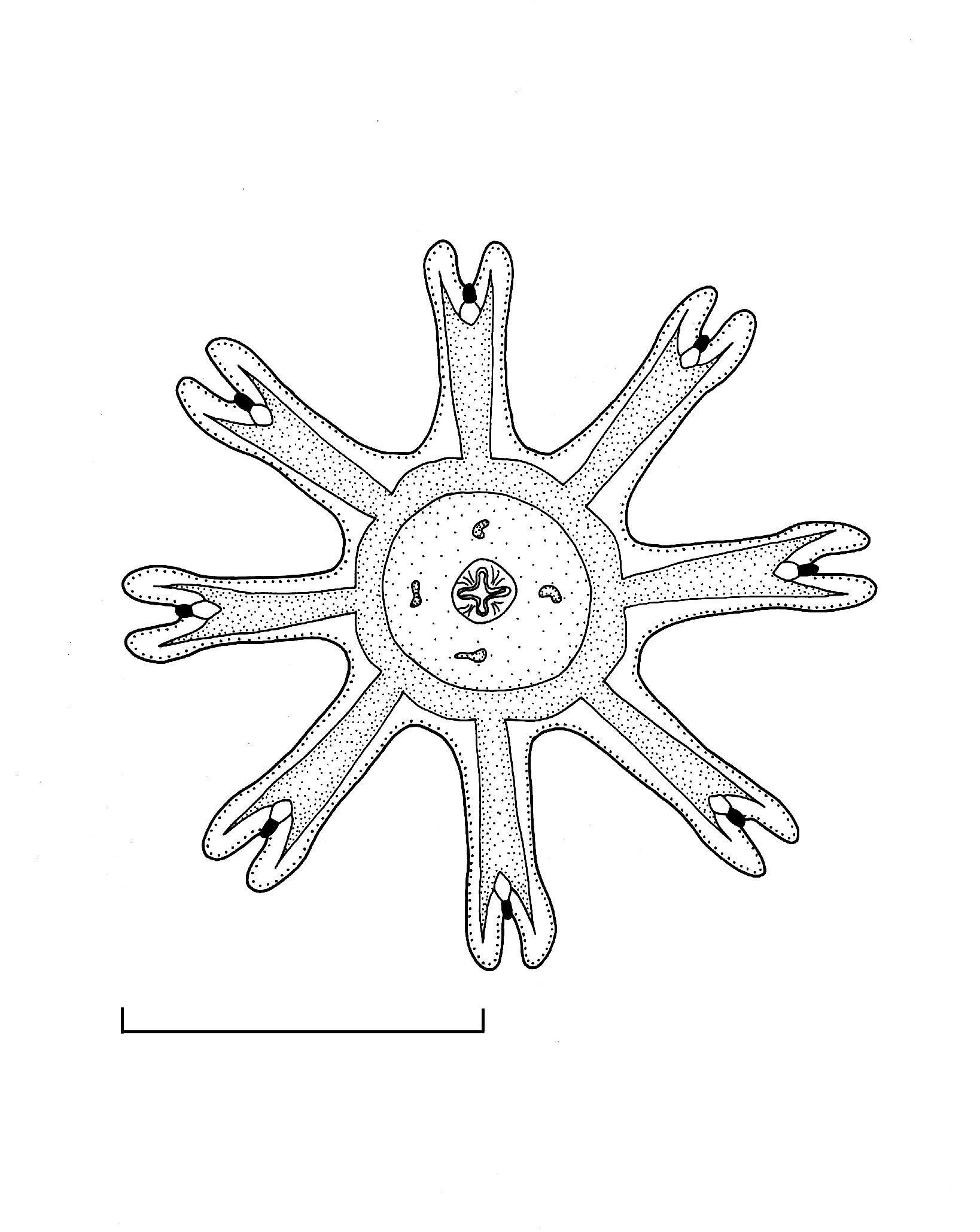 1638x2058 Drawing Notes From A California Naturalist