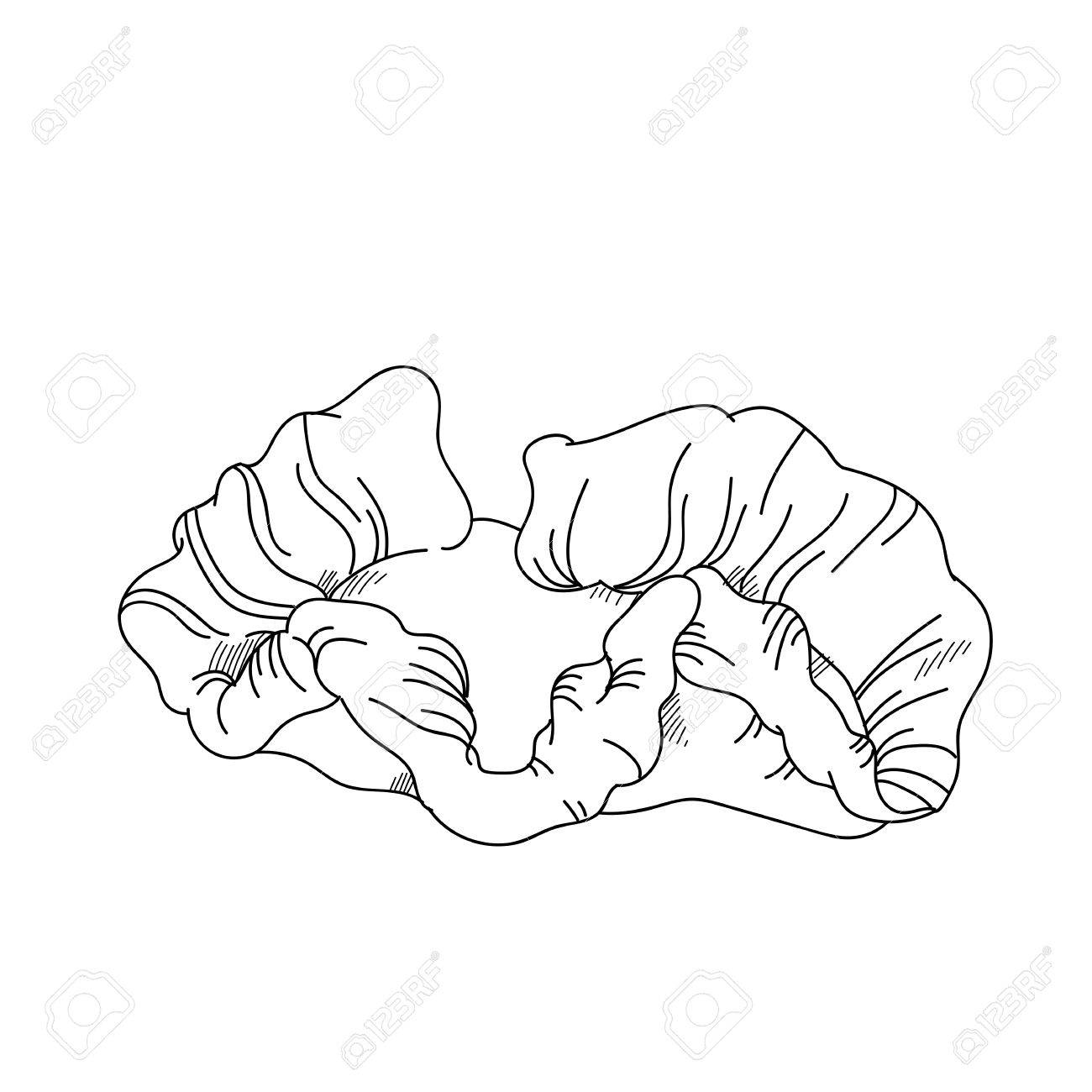1300x1300 Hand Drawn Sketch Hard Sea Coral Sketch Illustration Design Stock