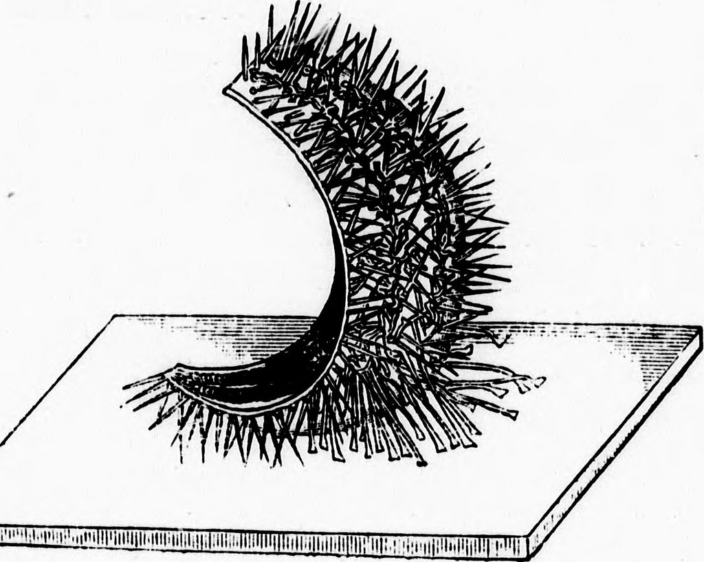 1024x817 Image From Page 347 Of Jelly Fish, Star Fish And Sea