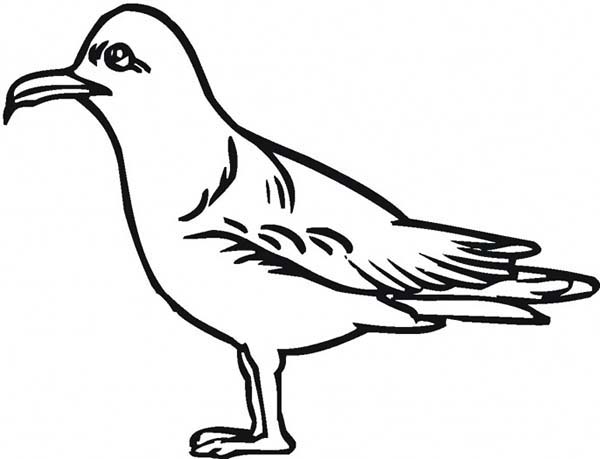 600x459 How To Draw A Seagull Coloring Page