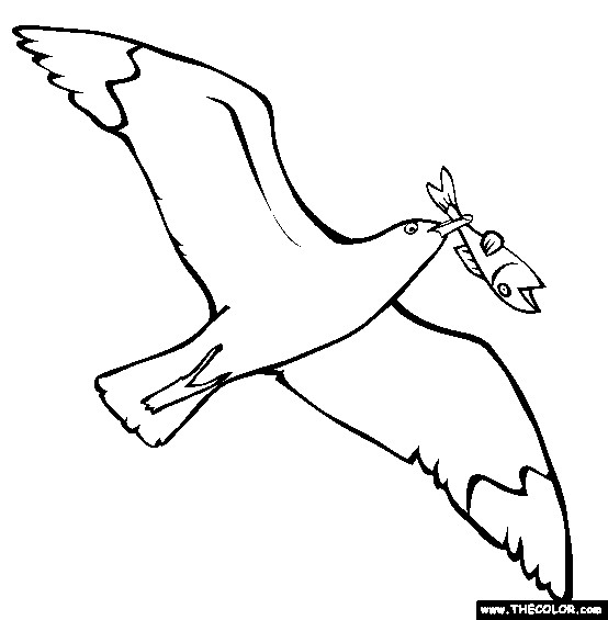 554x565 Seagull Coloring Page