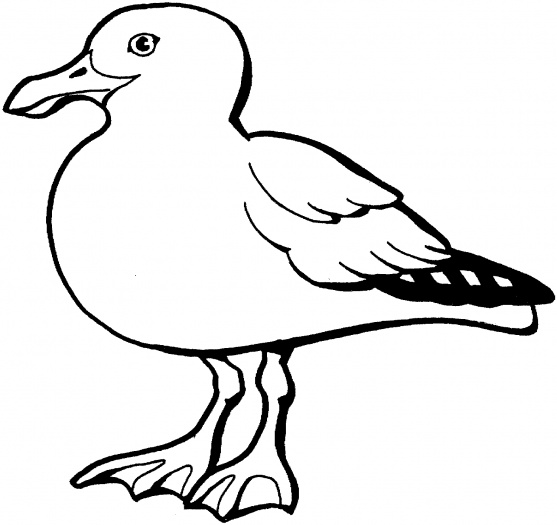 557x525 Seagulls Coloring Pages Super Coloring