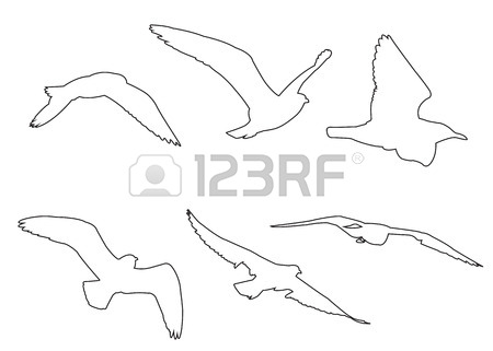 450x321 Colorful Illustration Of Seagull. Vector Bird Icon. Isolated