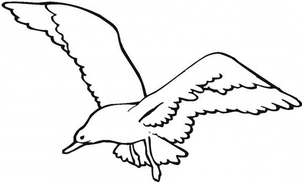 600x363 Fortune Seagull Coloring Page How To Draw A Netart
