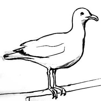 325x325 How To Draw A Seagull